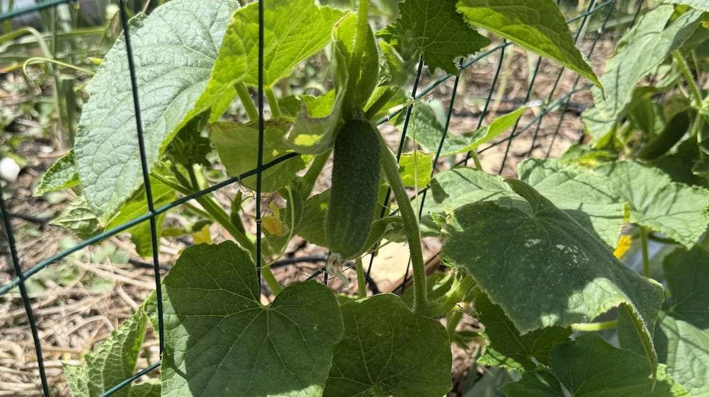Boston Pickling Cucumber